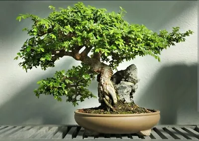 Chinese Elm Bonsai Tree Seeds • $6