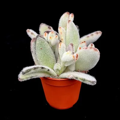 Kalanchoe Tomentosa 'Panda Plant' Succulent Houseplant In 5 Cm Pot • £4.99