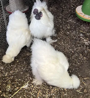 £17.99 • Buy 6 X Pure White BEARDED Silkie Bantam Hatching Eggs For  Broody Or Incubator