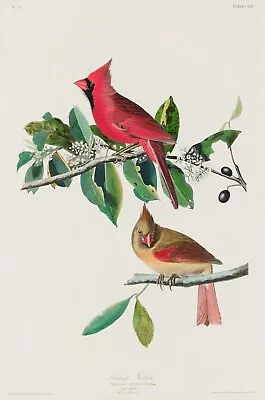 $60 • Buy 12172.Poster Print Or Canvas Wall Decor.Room Art Design.Audubon Bird.Cardinal