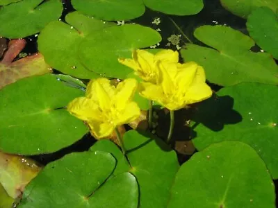 Fringed Water Lily (Nymphoides Peltata) - Amazing Aquatic Plant • £5.49