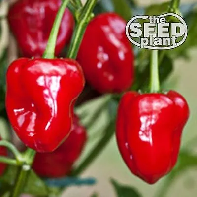 Habanero Red Pepper Seeds 50 SEEDS-SAME DAY SHIPPING • $1.79