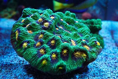 RAJA RAMPAGE  1 EYE LPS Chalice Frag Coral Marine Not Jelly Bean Zoa Soft SPS. • £16.50
