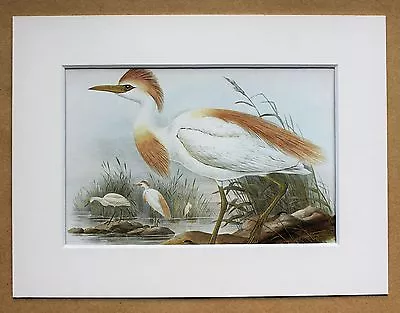 John Gould - 1970s Vintage Mounted Colour Bird Print - Cattle Egret (54) • $9.94