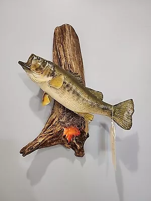 J157 Smallmouth Bass 15  Fish Shoulder Mount Taxidermy • $174.95