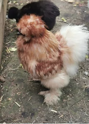 6 X BEARDED  USA Silkie Bantam Hatching Eggs For  Broody Hen Or Incubator • £18