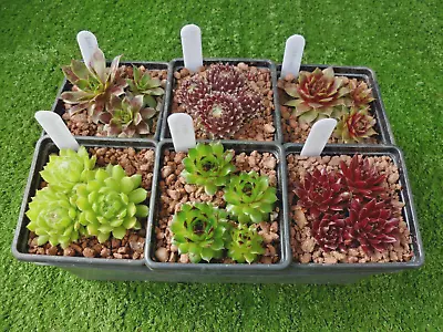 6 Assorted Named Sempervivum Plants  (House Leek Hens & Chicks) Job Lot. • £6