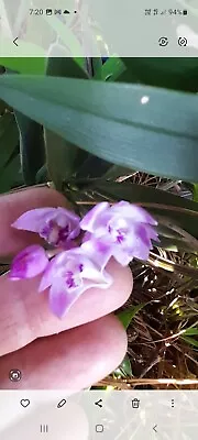 $24.95 • Buy Dendrobium Orchids, Plants, Mixed Colours, Surprise Mix. 4 Canes. Gorgeous. 