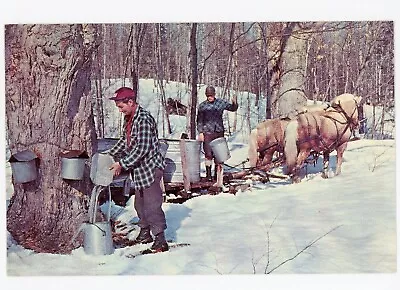 Sugar Maple Time Horse Team Winter Scene Maple Syrup New Hampshire Postcard • $8