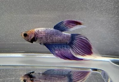 Live Male Betta Fish - Blue Purple Butterfly Veiltail • $14