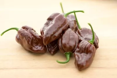 20 Fresh Hot Habanero Chocolate Premium | NON-GMO | Pepper Seeds-B 33 • $2.76