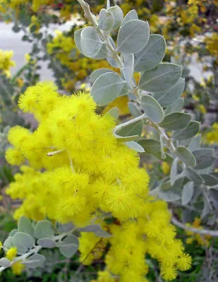 ACACIA PODALYRIIFOLIA - MIMOSA D'ARGENTO 10 Semi + OMAGGIO • £1.94