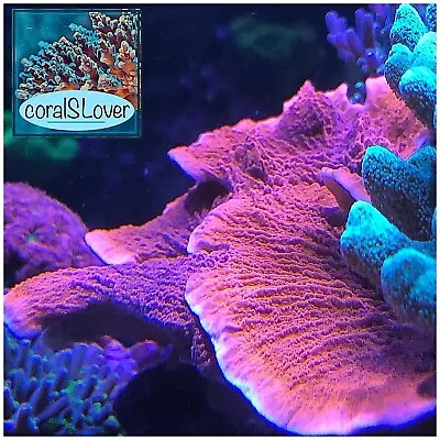 Live Coral Orange Montipora Palawanensis Frag 1.5”  CoralSLover  • $29.95