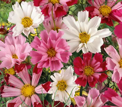 Cosmos Bipinnatus Seashell Seeds Rare Unusual Stunning Garden Plant Uk • £3.82