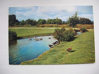 Wildfowl Trust Postcard Slimbridge - Ducks And Geese. (J Arthur Dixon) • £2.79