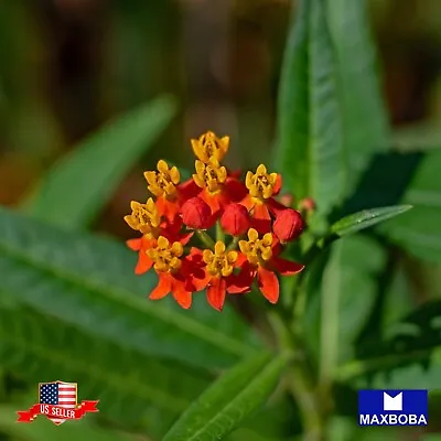 Non-GMO Asclepias Seeds - Butterfly Milkweed  • $1.99