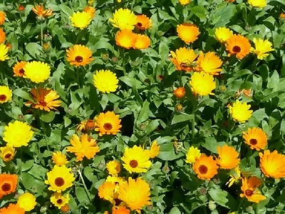 Calendula Wintersun - Appx 100 Seeds - Annuals & Biennials • £1.09