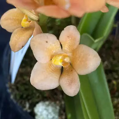 $55 • Buy Select Barrita Orchids Sarcochilus INDP/173