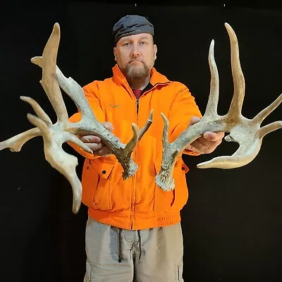 164” Wicked 16 Point Whitetail Deer SHED ANTLERS Skull European Taxidermy Mount • $76