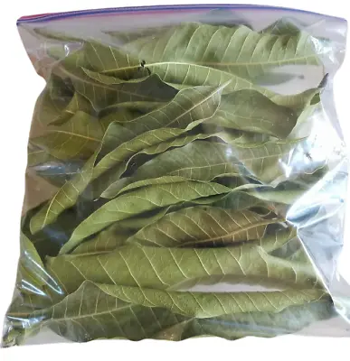 Dried Mango Leaves Organic Mangifera Homemade Pure Product • £5.26