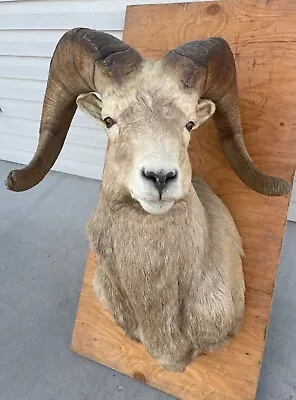 $6995 • Buy Montana Boone & Crockett Big Horn Sheep 186 5/8
