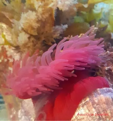 Beadlet AnemoneRedX1 LargeSoft Coral Marine Aquarium Saltwater Live • £14.95