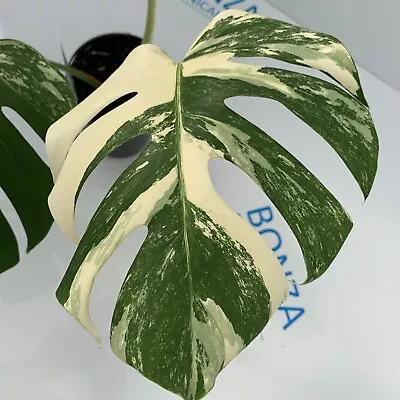 Monstera Deliciosa Var Borsigiana Variegated Albo ESTABLISHED PLANT Rare Indoor • $1