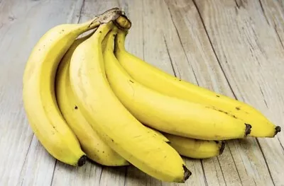 Grand Nain Chiquita Banana Tree - 2 Dwarf Live Banana Plants LARGE BUNCHES • $20