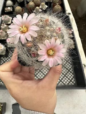 Mammillaria Aureilanata Cactus Cacti Succulent Real Live Plant • $19.99