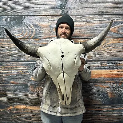 XXL Bull Buffalo Bison Skull Male Horn Animal Mount Western Unique Cabin Decor • $300