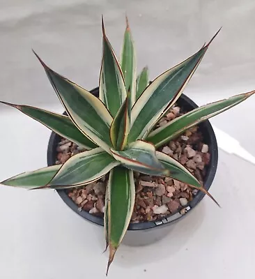 AGAVE  'Snow Glow'  -  Beautiful & Hardy Agave For Pot Or Garden • $40