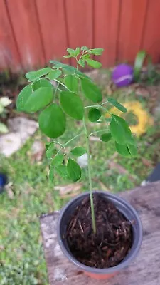 Moringa Live Plant From South Florida • $12