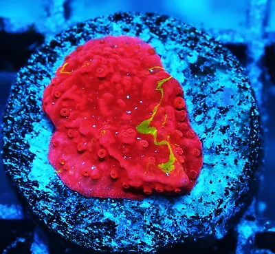 Grafted Monti Cap Montipora Zoanthids Paly Zoa SPS LPS Corals WYSIWYG • $10.50