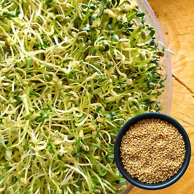 £2.99 • Buy Organic FENUGREEK Sprouting Seeds Easy To Grow Sprouts, Microgreens, Non-GMO, UK