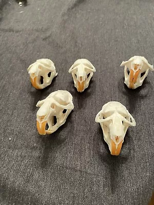 Real Muskrat Skull Collection Unique Gift Crafts Bones Conversation Piece For 1 • $6.75