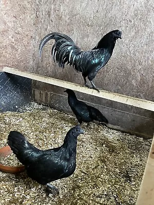 6 Ayam Cemani Hatching Eggs • £10