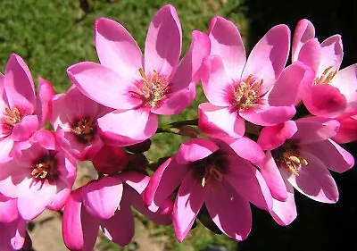 10 X IXIA MABEL Bulbs Spring Flowering PINK African Corn Lily Perennial Garden • £4.99