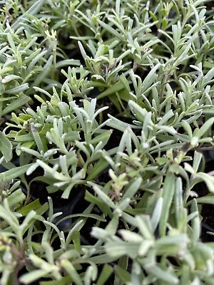 Lavender - 6cm Plug Plants • £5.99