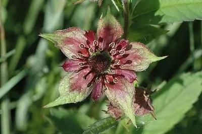 Purple Marshlock - Marsh Cinquefoil LIVE Water Plant Aquatic Pond Marginal Bog  • £5.95