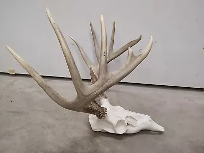 140  Class 11 Pt Colorado Whitetail Deer Rack Antlers Skull Shed Hunt Mule Elk • $129