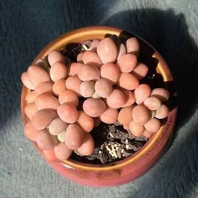 Graptoveria Xylitol  🏵️cutting 3cm Diameter Succulent • $3