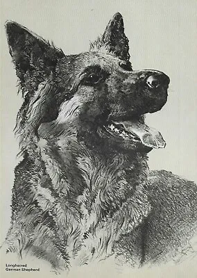 Longhaired German Shepherd - CUSTOM MATTED - 1976 Vintage Dog Print - Cozzaglio • $15