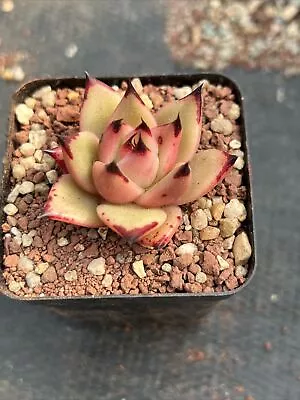 Echeveria Agavoides Ebony X Echeveria Agavoides Prolifera Succulent #2 • $20