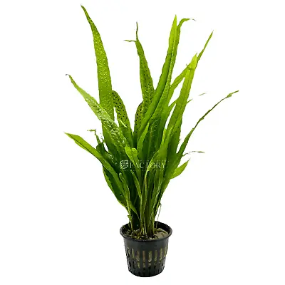 Java Fern Mother XL | Aquarium Plants Factory® • $44.99