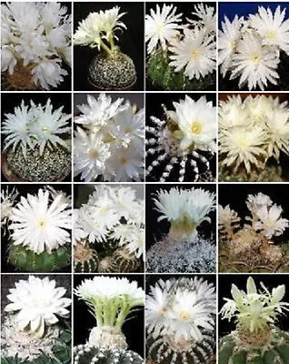 Discocactus Variety MIX Cactus Cacti Rare Seed 50 SEEDS • $9.95