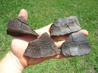 $8.50 • Buy 4 Sections Extinct Giant Box Turtle Shell Florida Fossils Ice Age Tortoise Bones