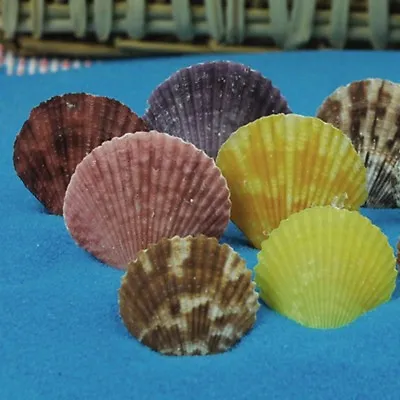 $6.55 • Buy Lot Of 20 Multi-colors Scallop Fan Shells Seashells Fish Tank DIY Crafts Decor