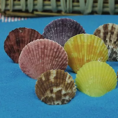 Lot Of 20 Multi-colors Scallop Fan Shells Seashells Fish Tank DIY Crafts Decor • $6.64