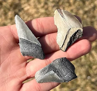 Fossil Megalodon Sharks Teeth LOT OF 3 Florida Meg Meglodon Shark Tooth • $12.99