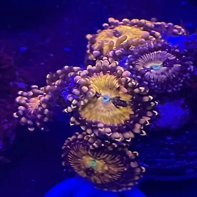 Gold Zoanthid W7 • $11.99